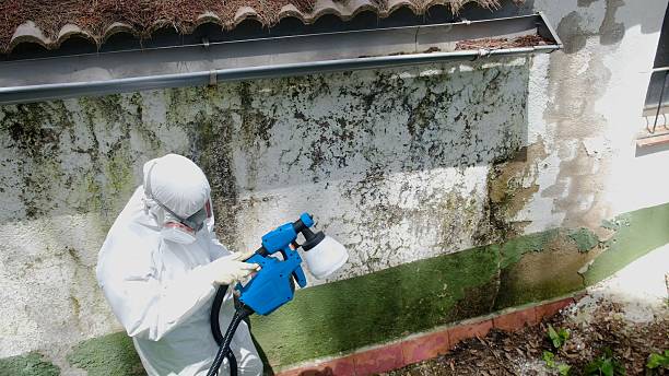 Top rated local Mold Remediation specialists in Friedens, PA
